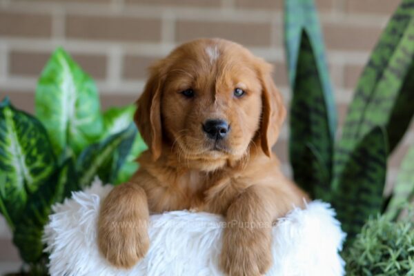 Image of Fender, a Golden Retriever puppy