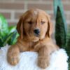 Image of Fender, a Golden Retriever puppy