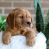 Image of Fender, a Golden Retriever puppy