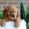 Image of Fender, a Golden Retriever puppy
