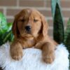 Image of Fender, a Golden Retriever puppy