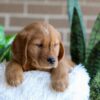 Image of Fender, a Golden Retriever puppy