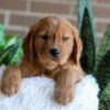 Image of Fender, a Golden Retriever puppy