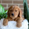 Image of Fender, a Golden Retriever puppy