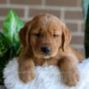 Image of Finn, a Golden Retriever puppy