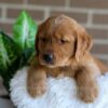 Image of Finn, a Golden Retriever puppy
