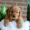 Image of Finn, a Golden Retriever puppy