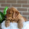 Image of Finn, a Golden Retriever puppy