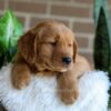 Image of Finn, a Golden Retriever puppy
