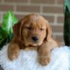 Image of Finn, a Golden Retriever puppy