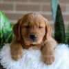 Image of Finn, a Golden Retriever puppy