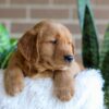 Image of Finn, a Golden Retriever puppy