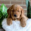 Image of Finn, a Golden Retriever puppy