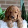 Image of Fiona, a Golden Retriever puppy
