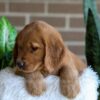 Image of Fiona, a Golden Retriever puppy