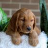 Image of Fiona, a Golden Retriever puppy