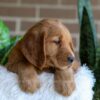 Image of Fiona, a Golden Retriever puppy