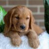 Image of Fiona, a Golden Retriever puppy