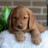 Image of Fiona, a Golden Retriever puppy
