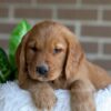 Image of Fiona, a Golden Retriever puppy