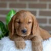 Image of Fiona, a Golden Retriever puppy