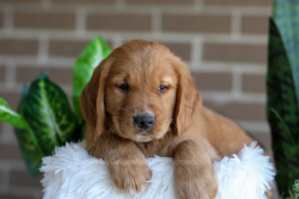 Image of Fiona, a Golden Retriever puppy