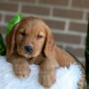 Image of Fiona, a Golden Retriever puppy