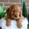 Image of Flash, a Golden Retriever puppy