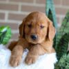 Image of Flash, a Golden Retriever puppy