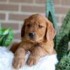 Image of Flash, a Golden Retriever puppy