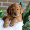 Image of Flash, a Golden Retriever puppy