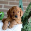 Image of Flash, a Golden Retriever puppy