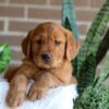 Image of Flash, a Golden Retriever puppy