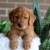 Image of Flash, a Golden Retriever puppy