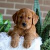 Image of Flash, a Golden Retriever puppy