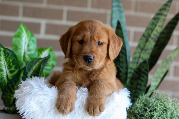 Image of Flash, a Golden Retriever puppy
