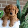 Image of Flash, a Golden Retriever puppy