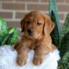 Image of Flash, a Golden Retriever puppy