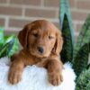 Image of Flora, a Golden Retriever puppy