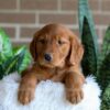 Image of Flora, a Golden Retriever puppy