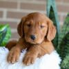 Image of Flora, a Golden Retriever puppy