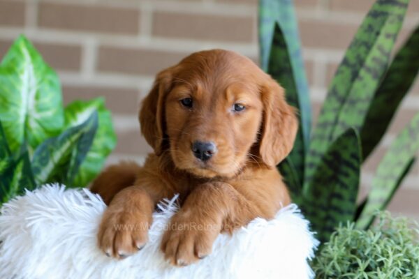 Image of Flora, a Golden Retriever puppy