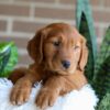 Image of Flora, a Golden Retriever puppy