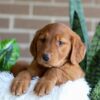 Image of Flora, a Golden Retriever puppy