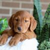 Image of Flora, a Golden Retriever puppy