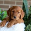Image of Flora, a Golden Retriever puppy