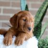 Image of Flora, a Golden Retriever puppy