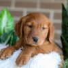 Image of Flora, a Golden Retriever puppy