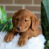 Image of Flora, a Golden Retriever puppy