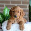 Image of Forrest, a Golden Retriever puppy